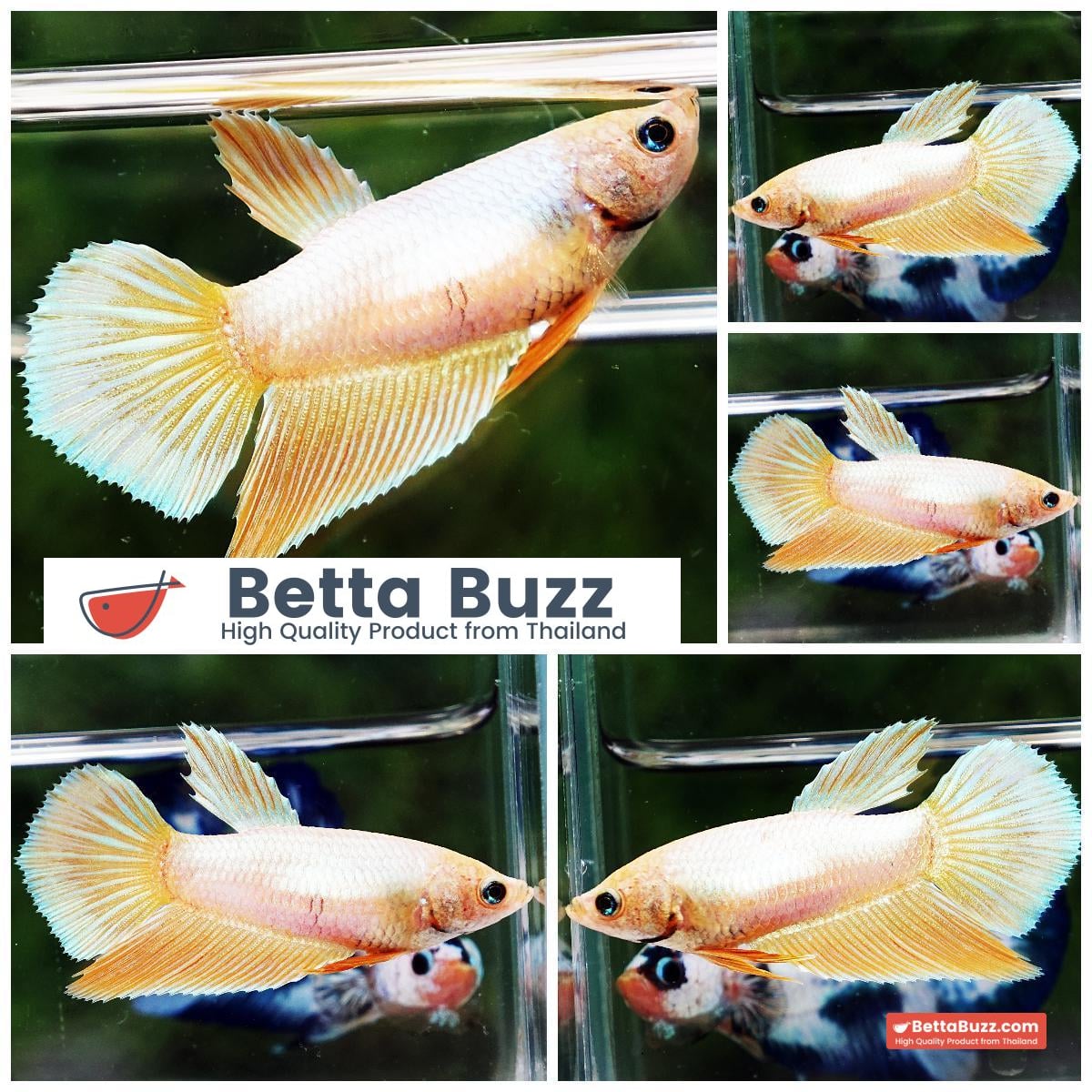 Betta fish Female HM Sparkle Yellow Grizzle