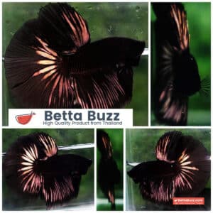 Betta fish HM Shadow Black Gold Series (Rare)