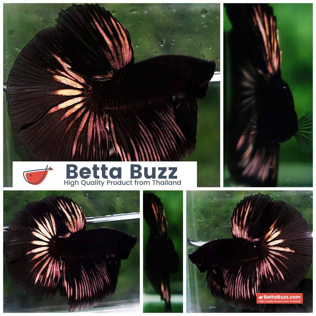 Betta fish HM Shadow Black Gold Series (Rare)