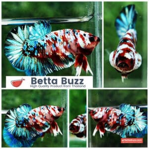 Betta fish HMPK Green Mermaid Galaxy