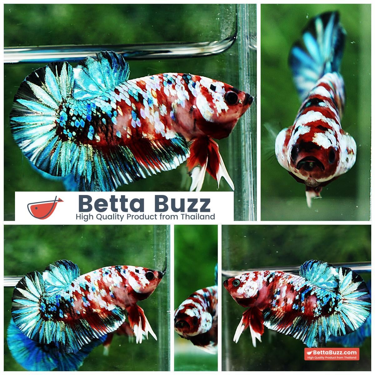 Betta fish HMPK Green Mermaid Galaxy