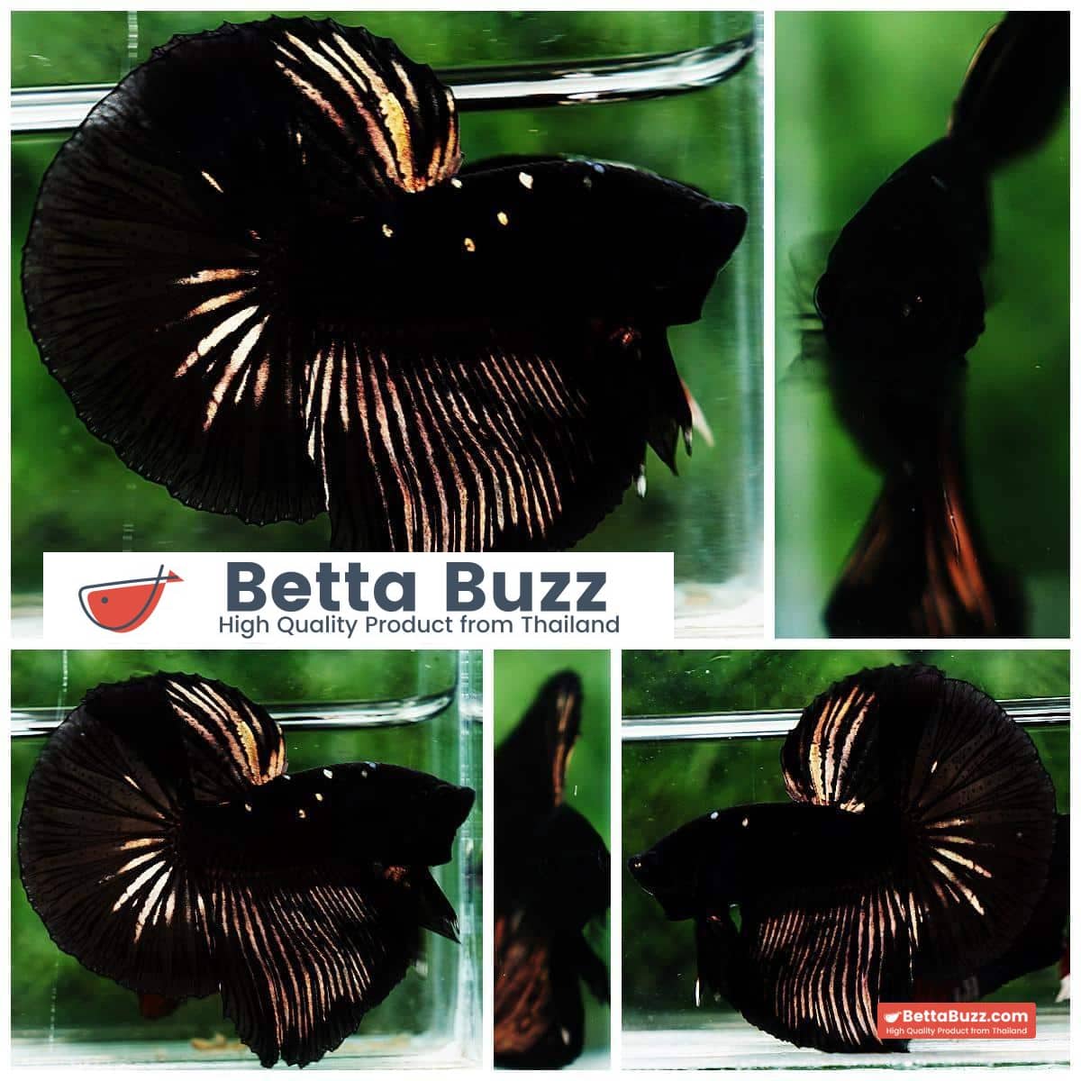 Betta fish OHM Shadow Black Gold Star Series (Rare)