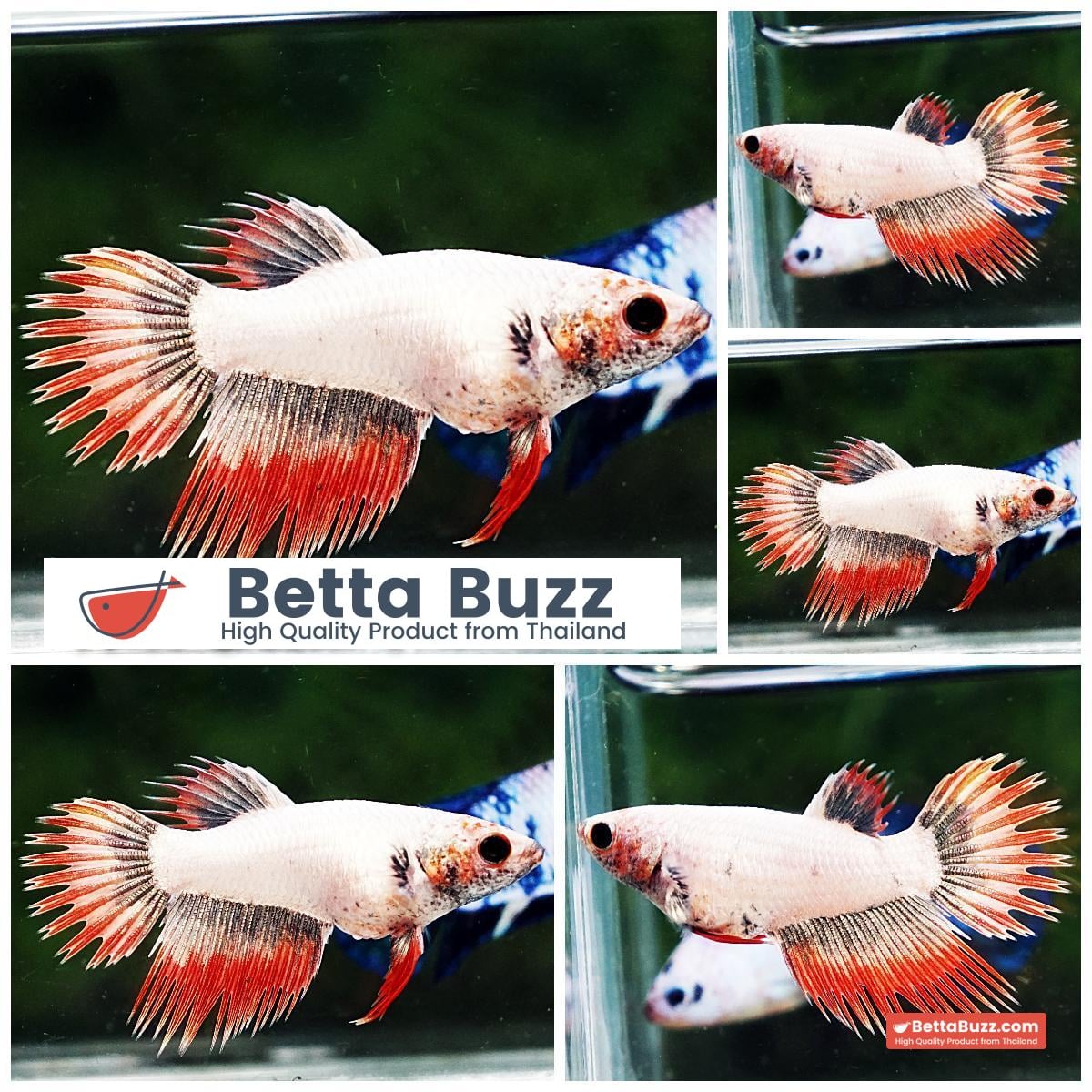 Betta fish Female CT Platinum Copper on Fire Butterfly