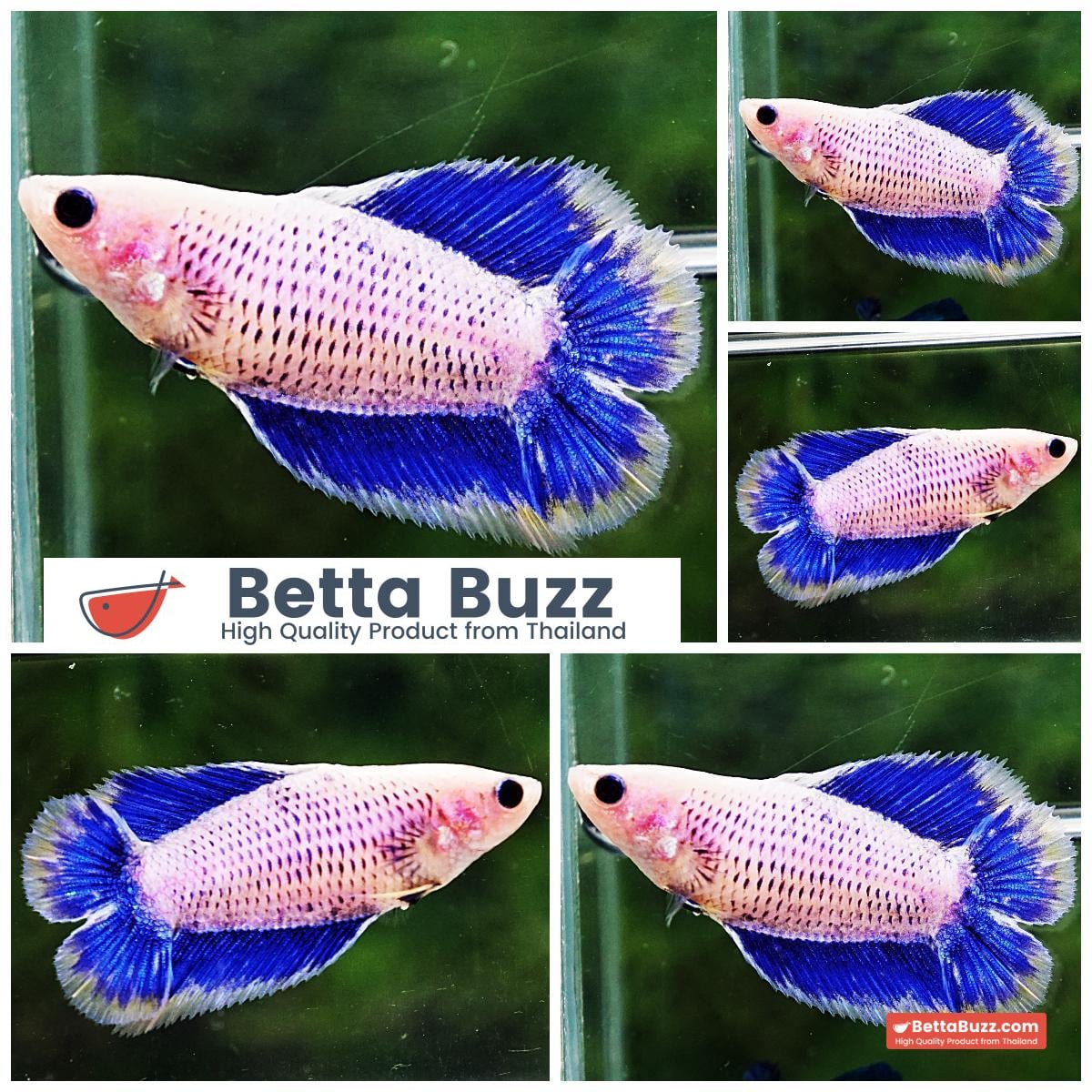 Betta fish Female DTHM Yellow Blue Grizzle