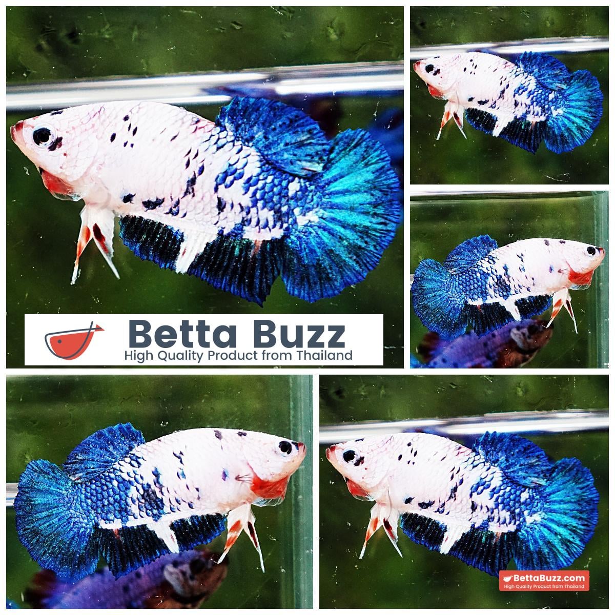 Betta fish Female HMPK Blue Mermaid (Top form)