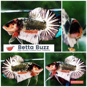 Betta fish OHMPK Fancy Copper Star tail