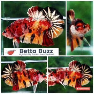 Betta fish HMPK Copper Candy