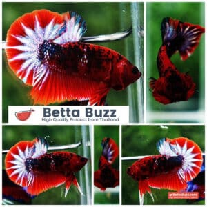 Betta fish HMPK Fancy Hell Boy