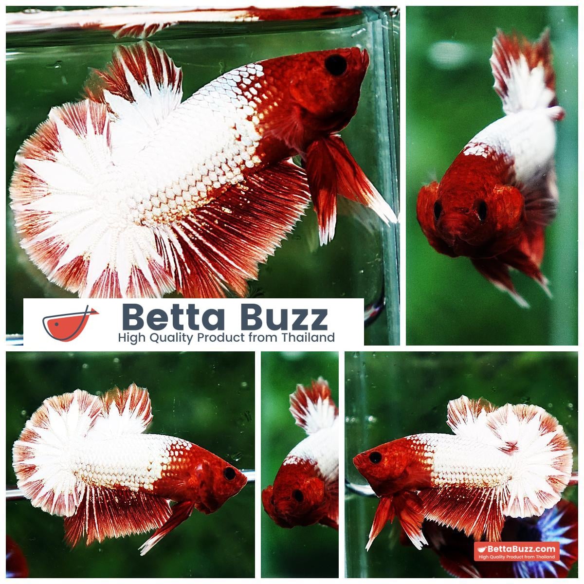 Betta fish OHMPK Fancy Copper Red Ring