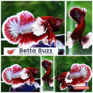 Betta fish HMPK Red Salamander Dumbo