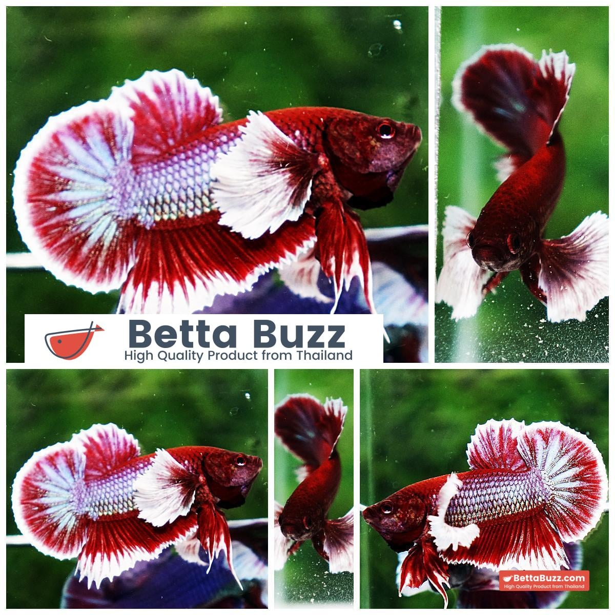Betta fish HMPK Red Salamander Dumbo