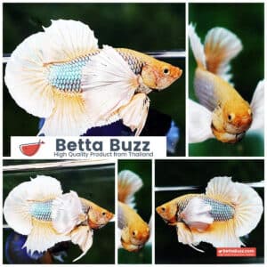 Betta fish HMPK Yellow Pineapple Dumbo