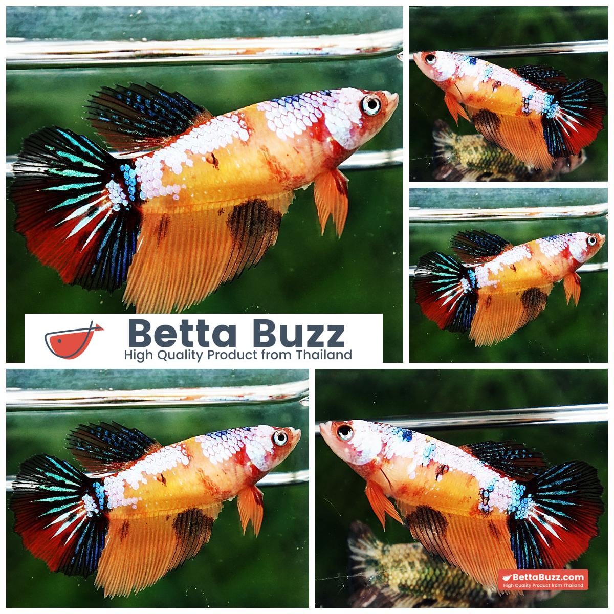 Betta fish Female HM Candy Nemo Yellow Base