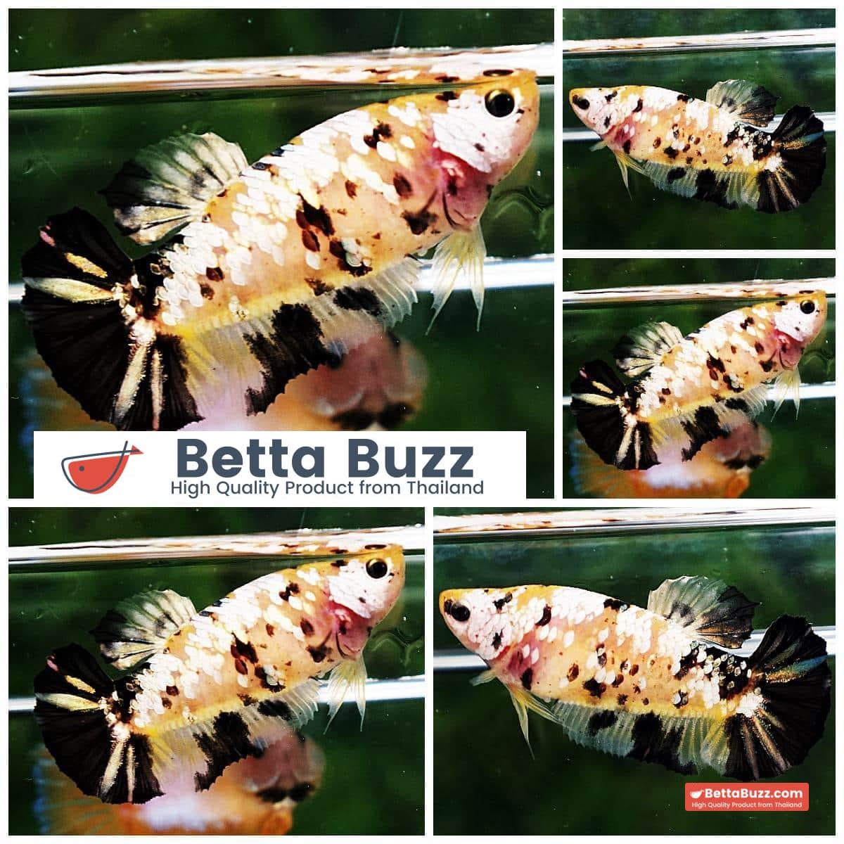 Betta fish Female HMPK Copper Tiger Galaxy