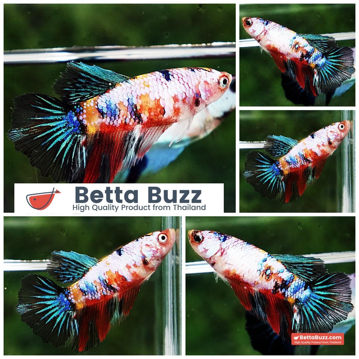 Betta fish Female HM Fancy Candy Yellow Base