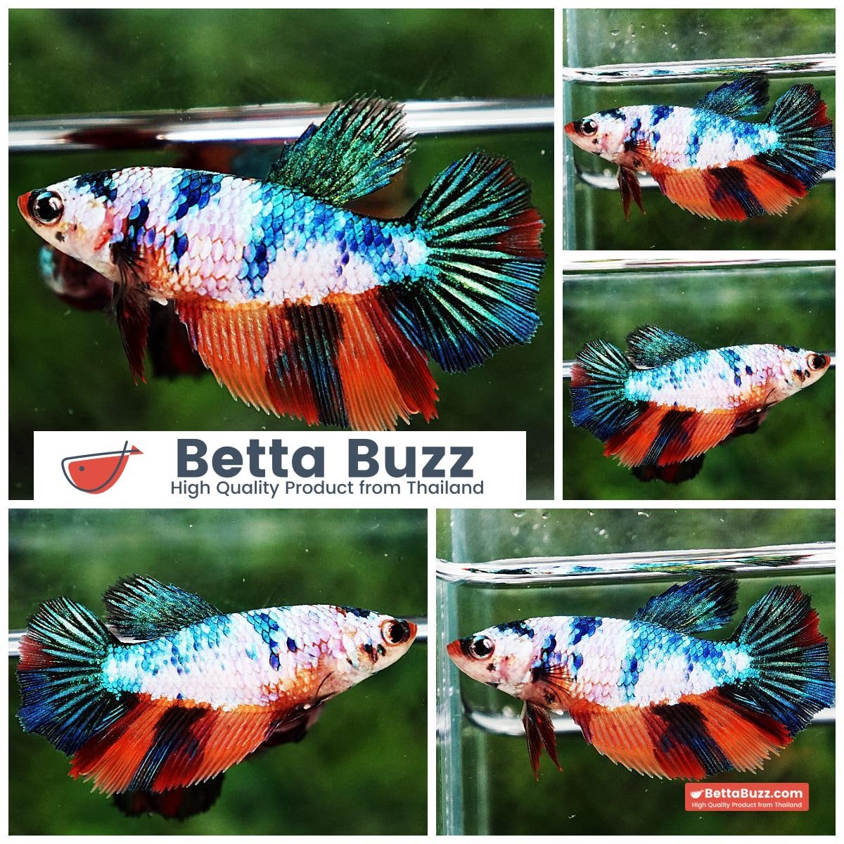 Betta fish Female HM Multicolor Candy Marble