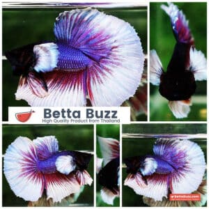 Betta fish HM Purple & Violet Dumbo