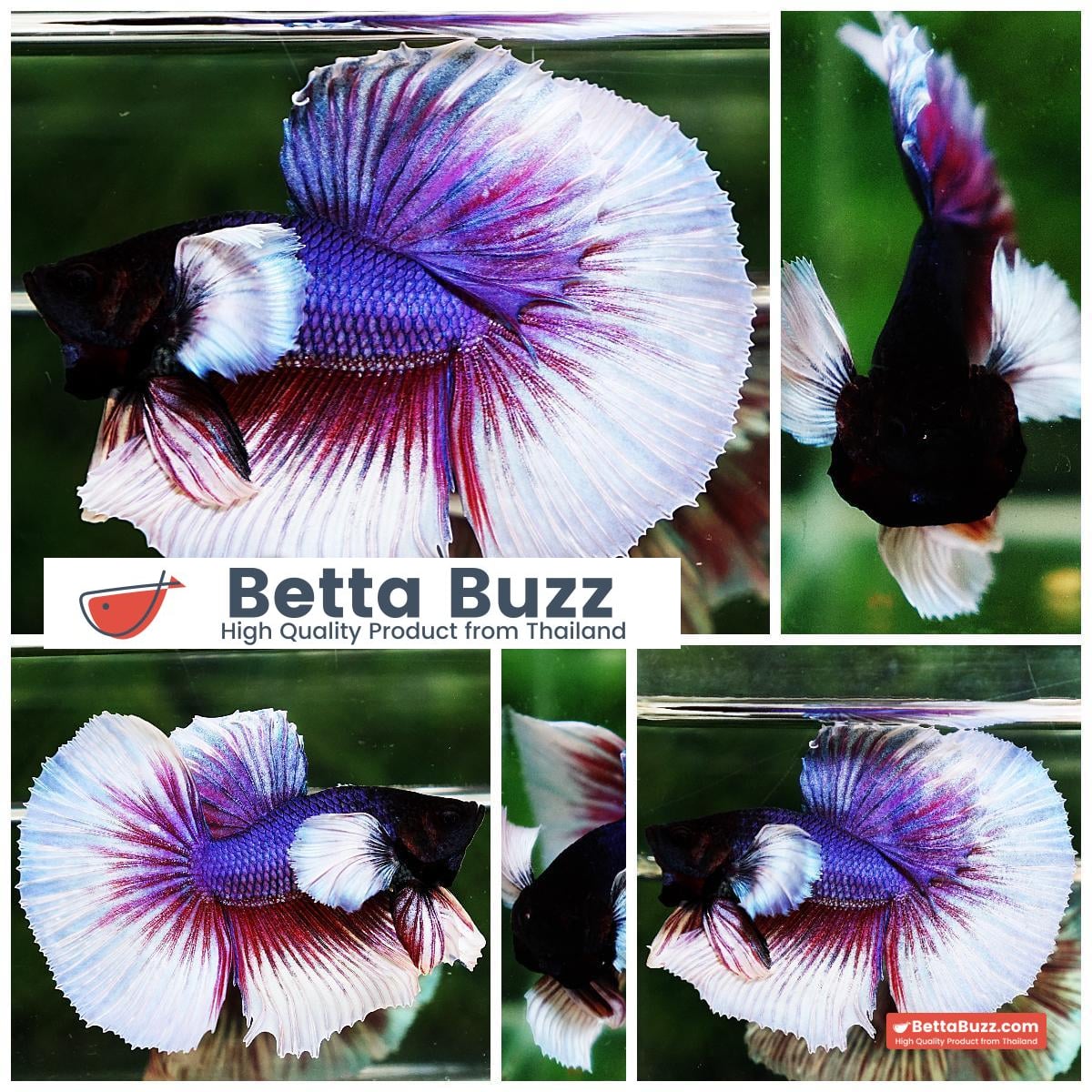 Betta fish HM Purple & Violet Dumbo