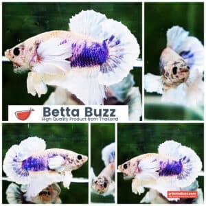 Betta fish HMPK Grizzle blue Dumbo