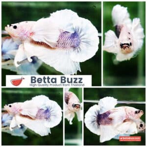 Betta fish HMPK Grizzle Grey Dumbo