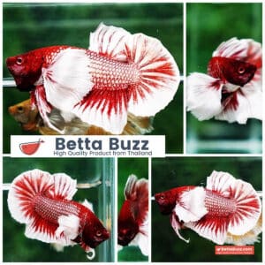 Betta fish HMPK Red Salamander Dumbo