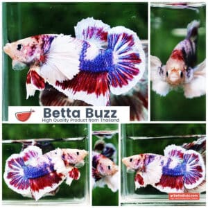 Betta fish HMPK Fancy Marble Dumbo