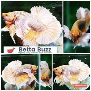 Betta fish HMPK Yellow Pink Pineapple Hawk Dumbo