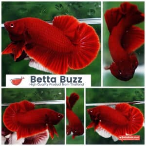 Betta fish HMPK Deep Super Red