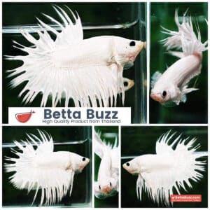Betta fish CT Dragon White Sparkle