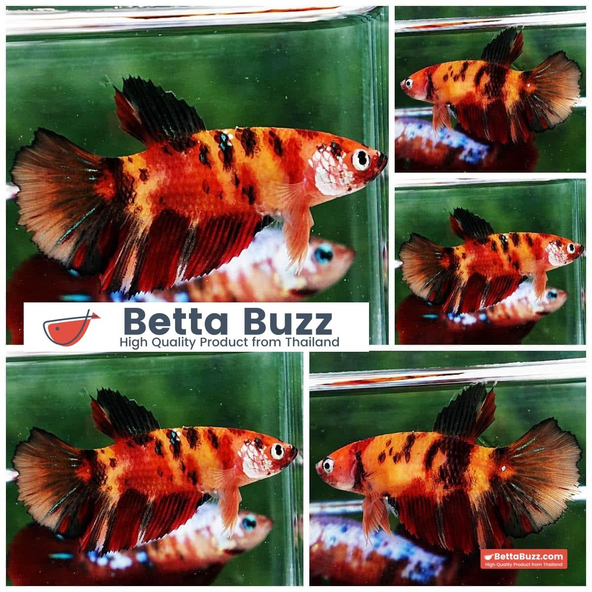 Betta fish Female HM Candy Nemo Yellow Base