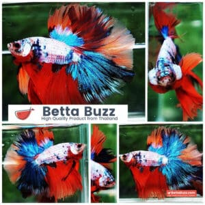 Betta fish HM Emerald Candy Marble