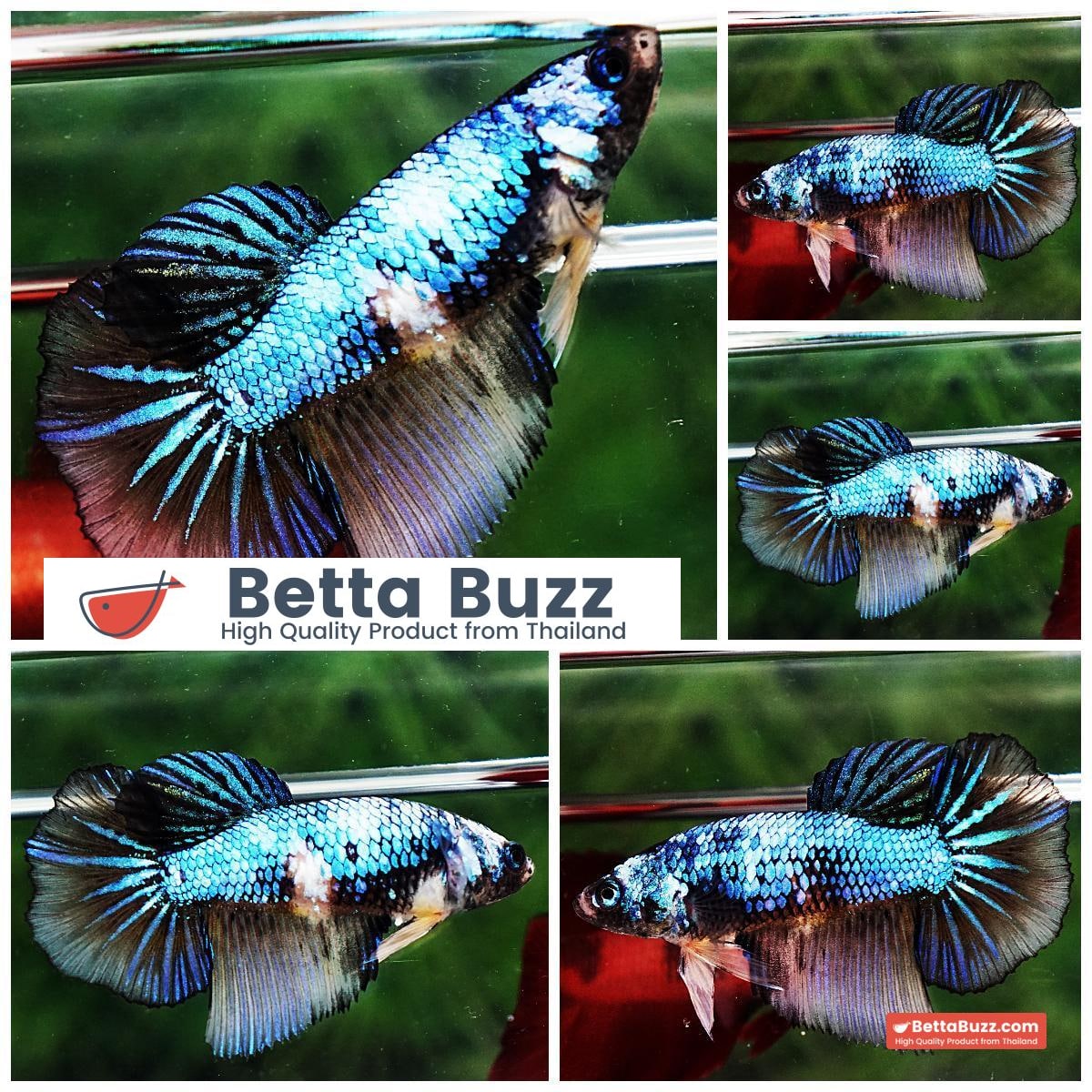 Betta fish Female HM Blue Sky Goose