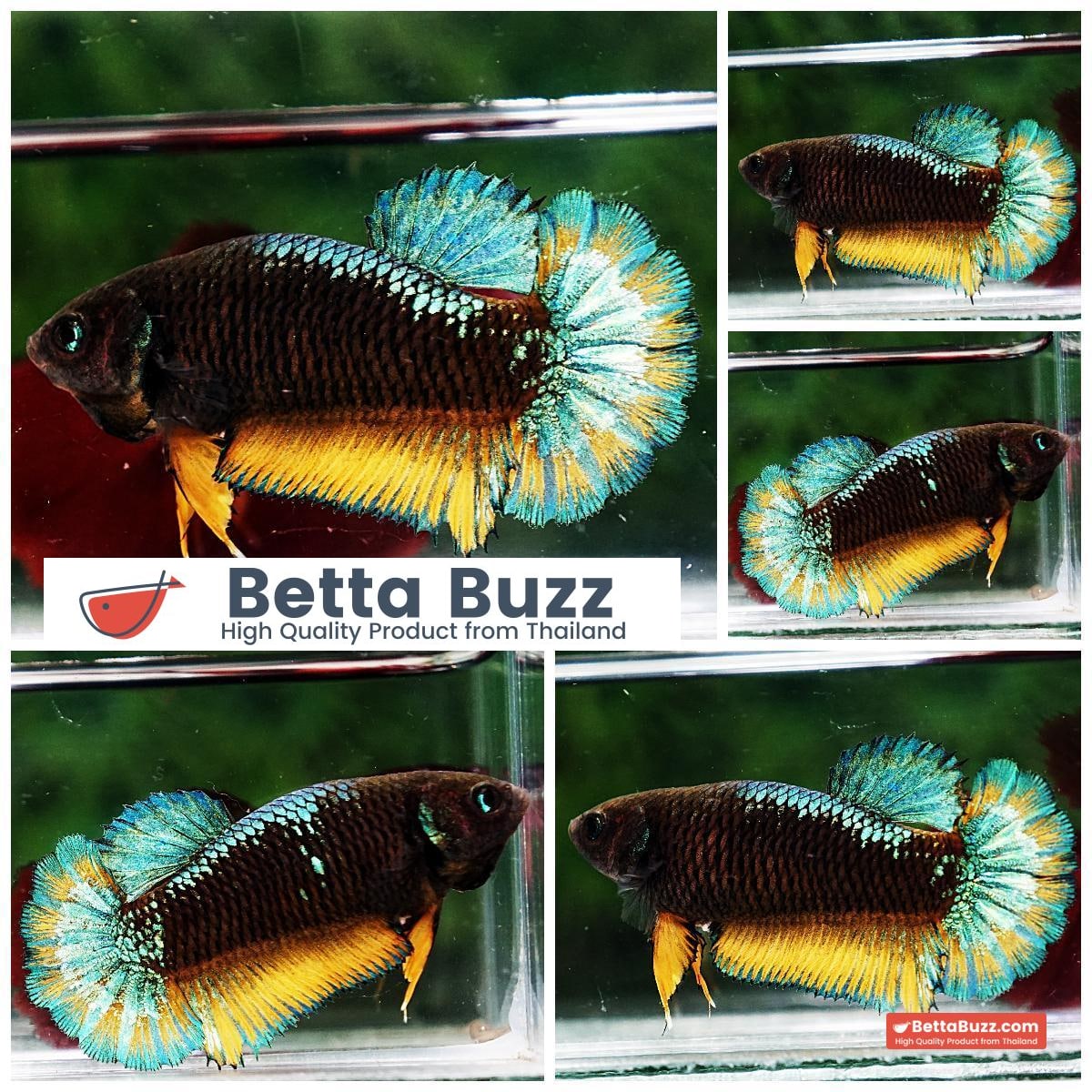 Betta fish Female HMPK Green Warrior Butterfly