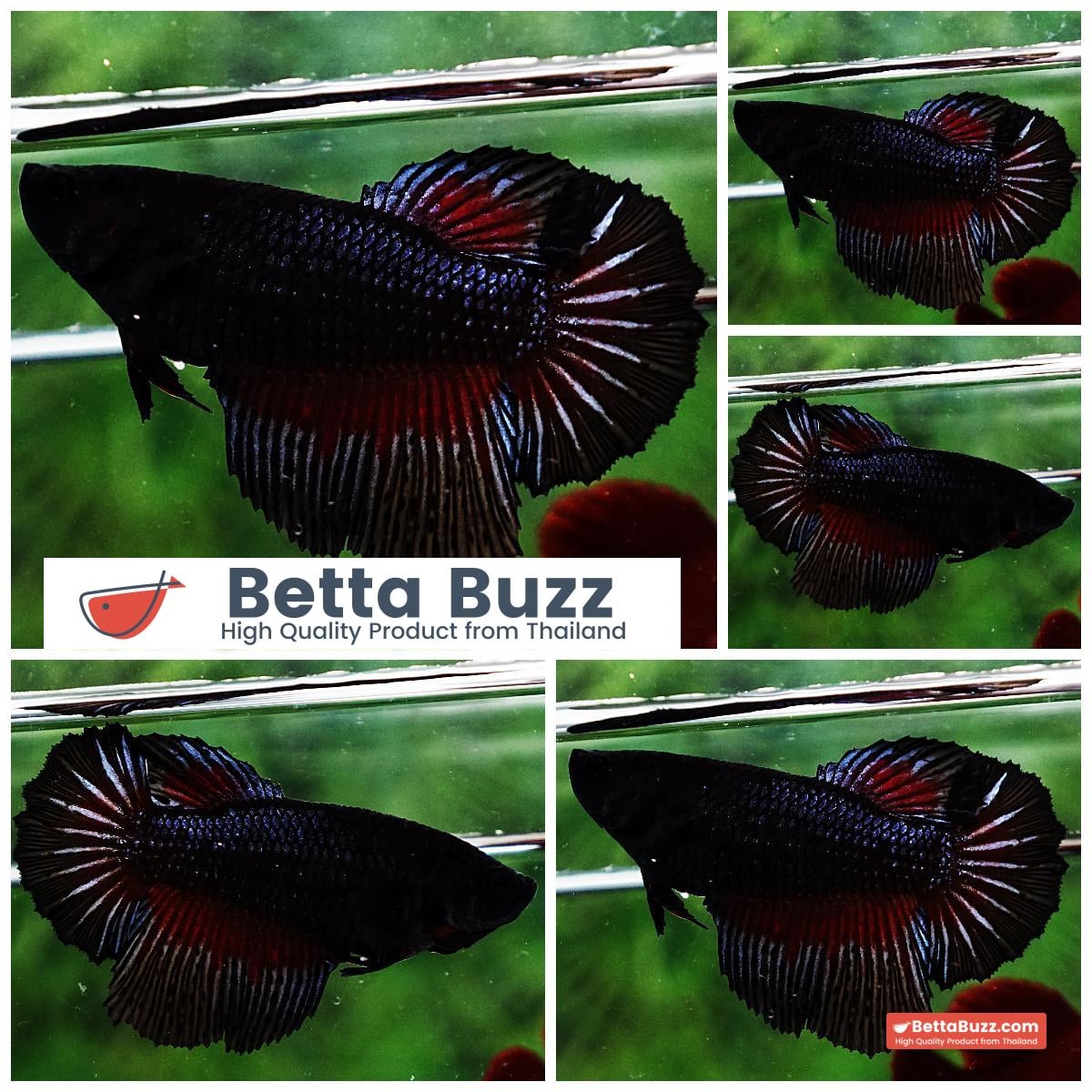 Betta fish Female HM Original Black Orchid
