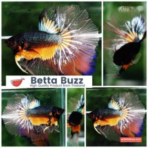 Betta fish HM Green Mustard Gas Butterfly