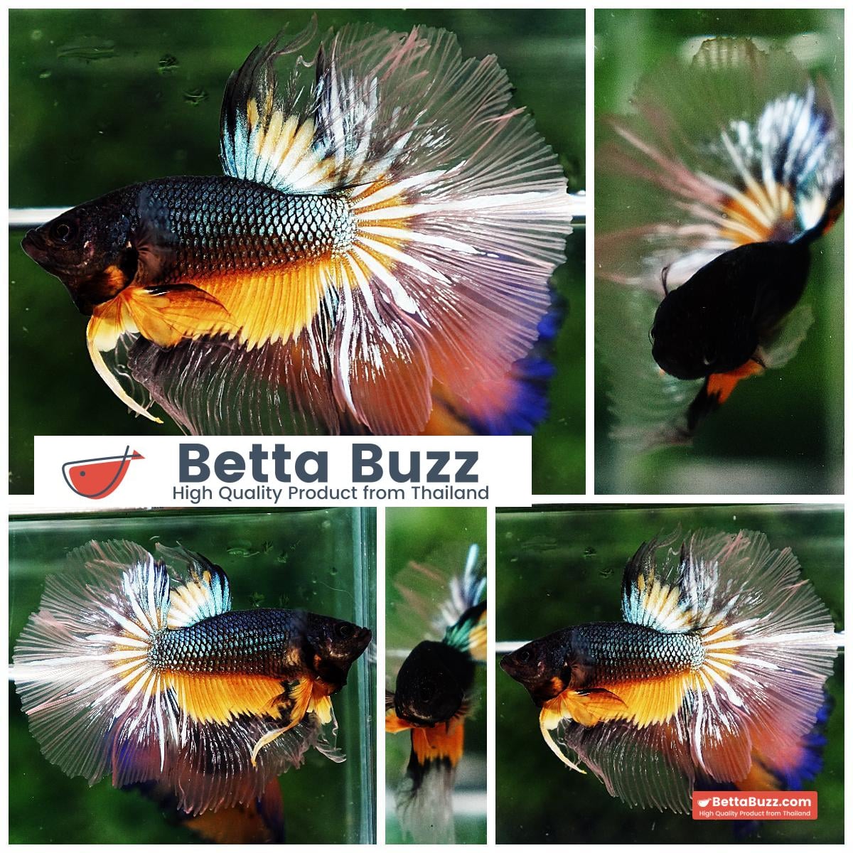 Betta fish HM Green Mustard Gas Butterfly
