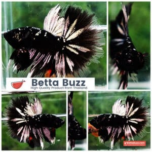 Betta fish OHM Shadow Black Star (Ultra Rare)
