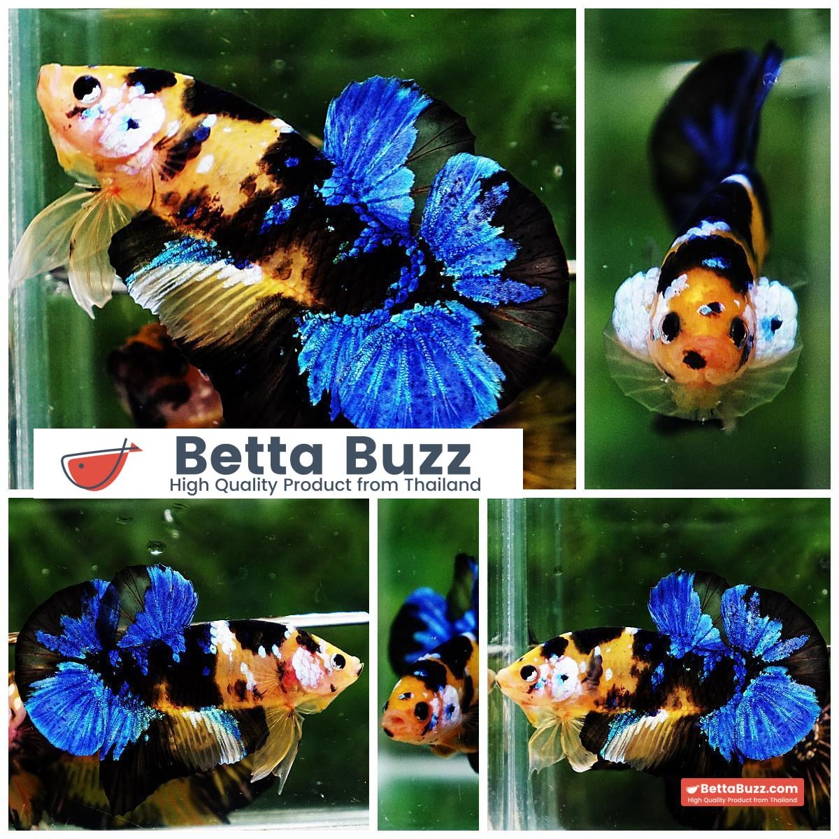 Betta fish HMPK Yellow Blue Tiger Koi