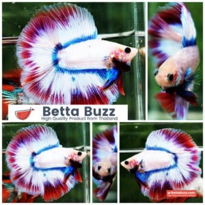 Betta fish DTHM White Mascot