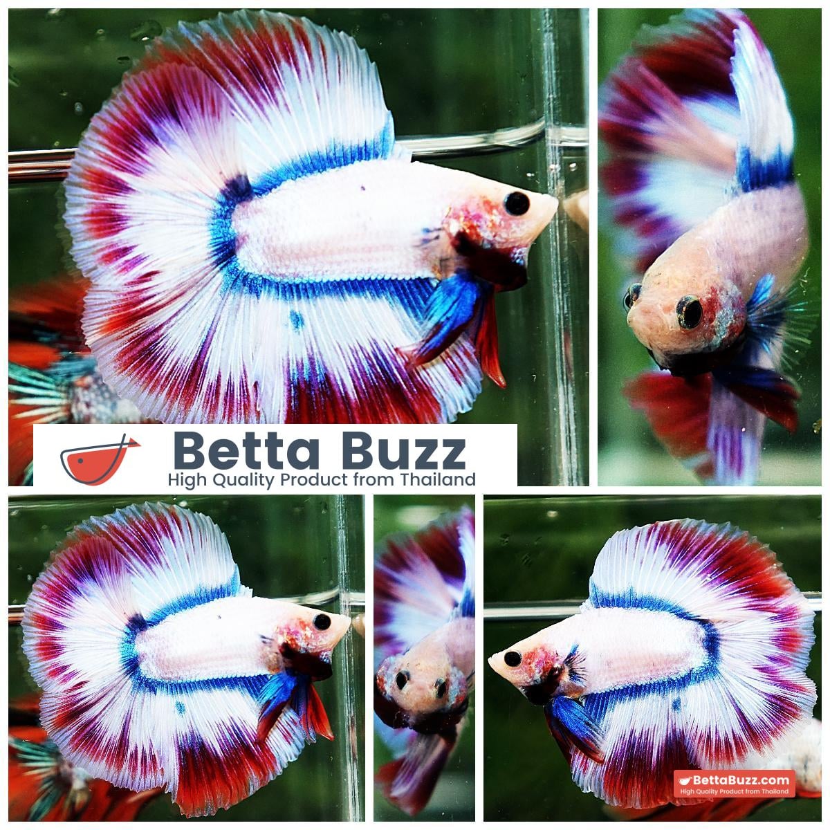 Betta fish DTHM White Mascot