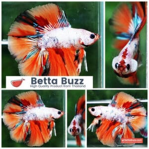 Betta fish DTHM Fancy Candy Nemo