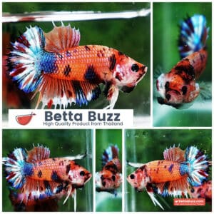 Betta fish CTPK Multicolor Candy Nemo