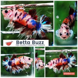 Betta fish CTPK Multicolor Candy Nemo Tiger
