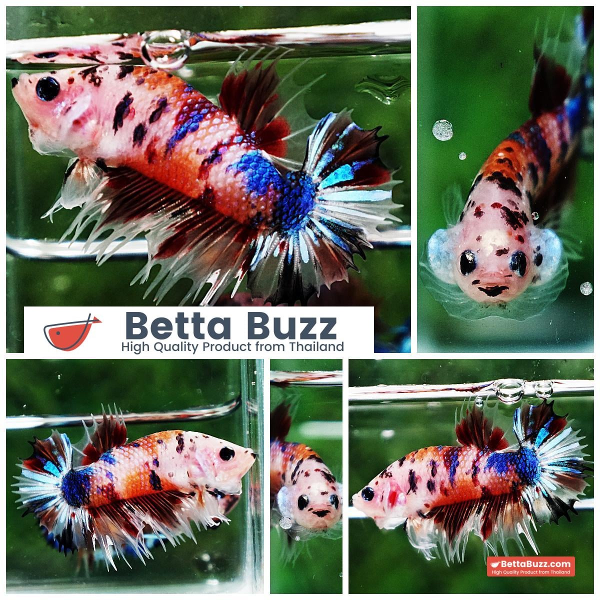 Betta fish CTPK Multicolor Candy Nemo Tiger