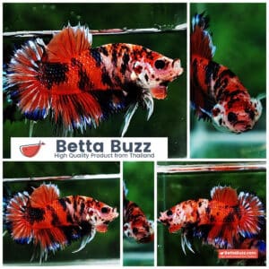 Betta fish CTPK The TIGER Nemo