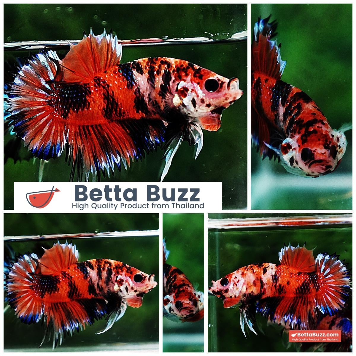 Betta fish CTPK The TIGER Nemo
