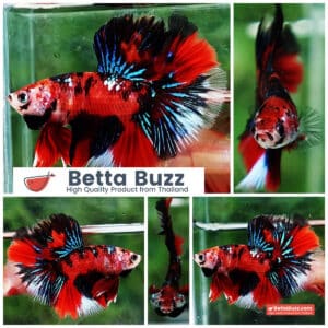 Betta fish HM Red Tiger Koi