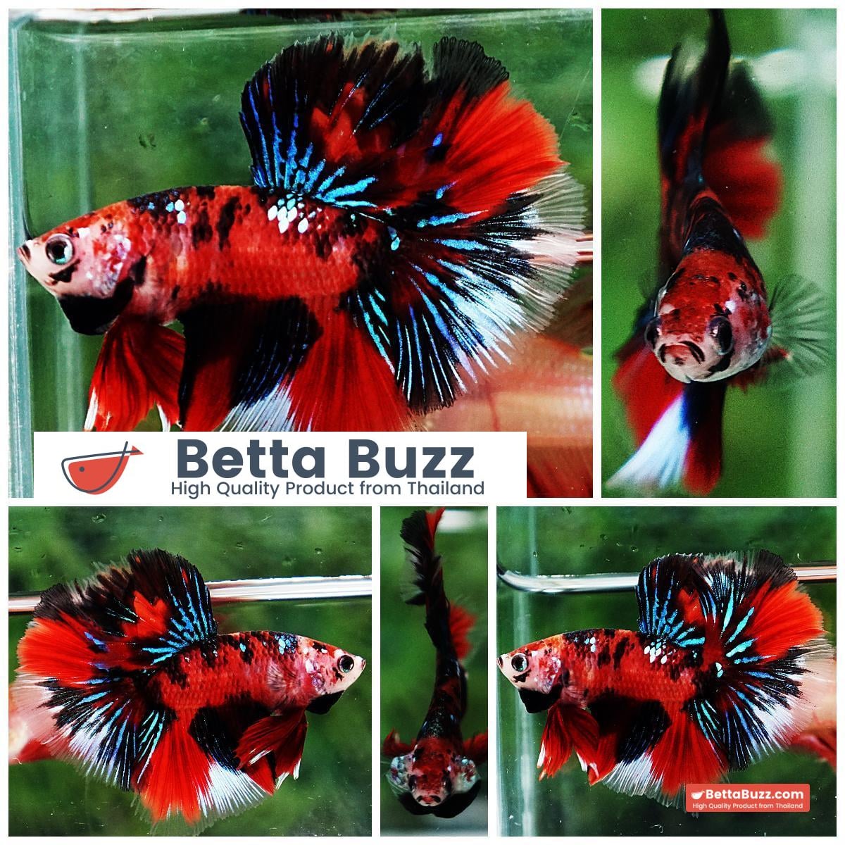 Betta fish HM Red Tiger Koi