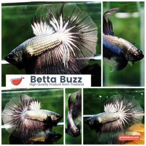 Betta fish OHM Copper Dragon Cello