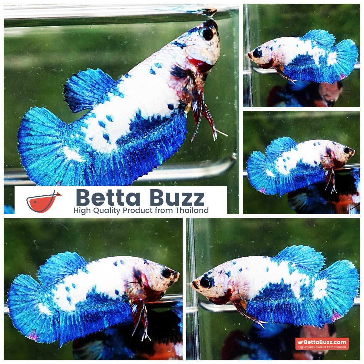 Betta fish Female HMPK Princes Blue Marble